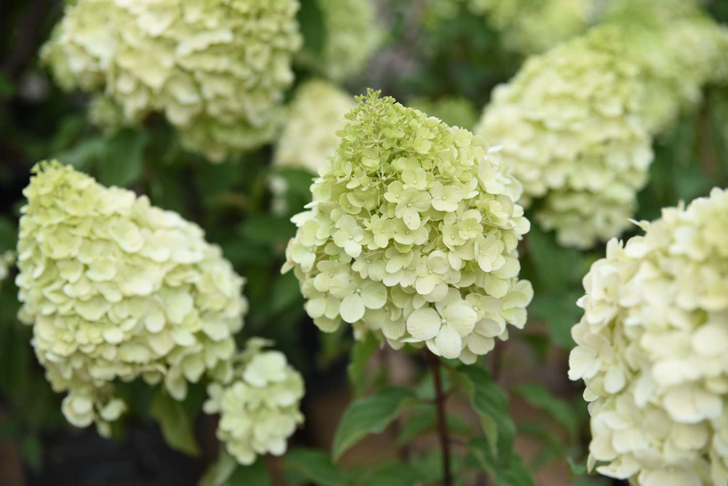 Hortensie 'Polar Bear'